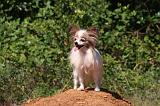 EPAGNEUL PAPILLON 145
